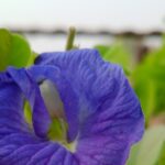 butterfly pea flower sebagai teh yang nikmat