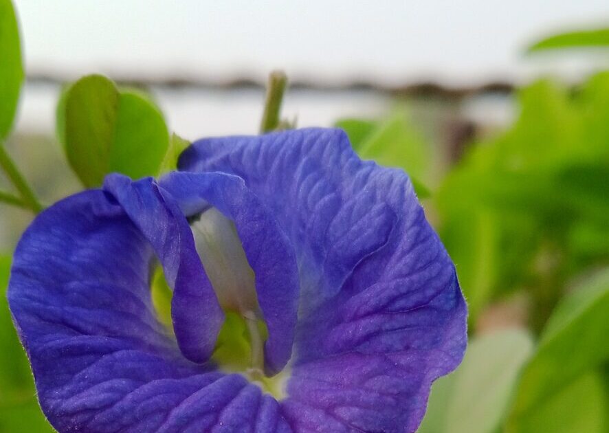 butterfly pea flower sebagai teh yang nikmat